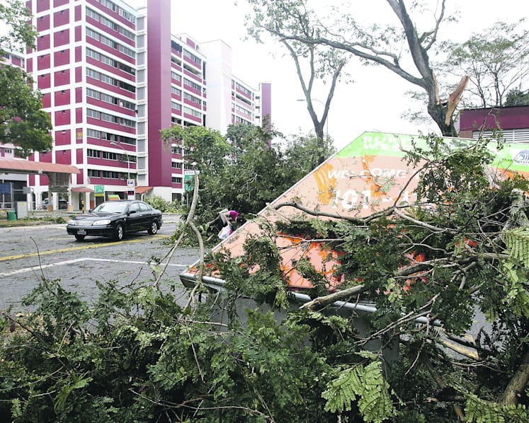 Three-fold drop in incidents of falling trees since 2001