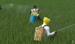 Indonesia’s rice farmers test climate-friendly methods that cuts methane emissions, raises yields 