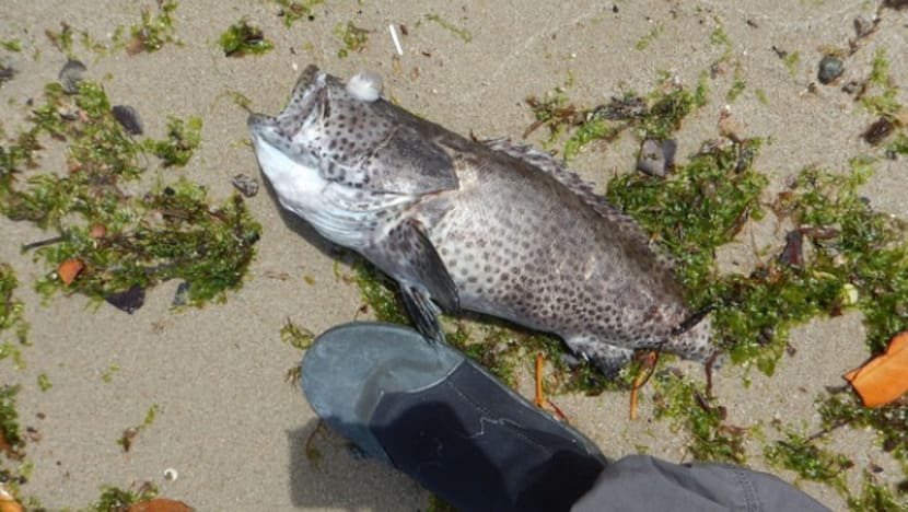 Up to 600 tonnes of fish lost to algal bloom: AVA