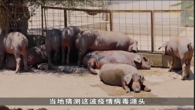 西班牙暴发非洲猪瘟疫情 警搜实验室调查病毒源头