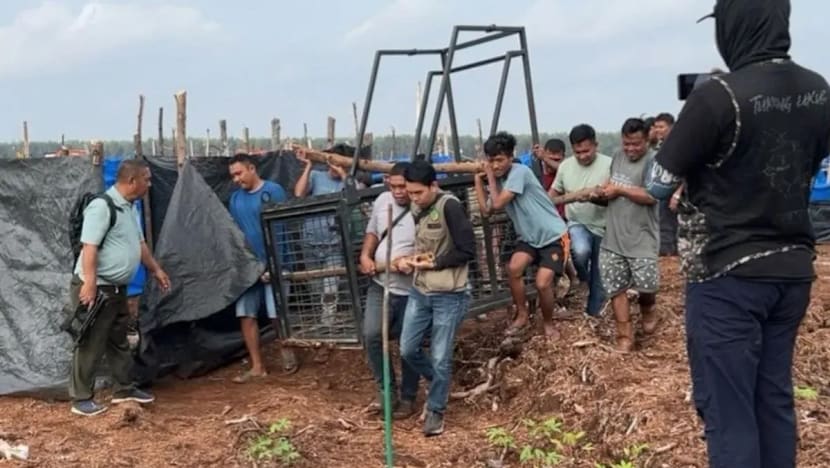Dua maut akibat serangan harimau Sumatera di Indonesia