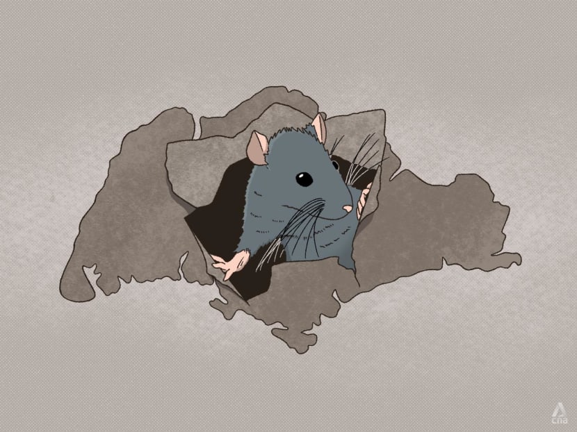 Rats! These tiny, scurrying rodents can cause greater harm than you think and here's what we can do about the scourge Rats! These tiny, scurrying rodents can cause greater harm than you think and here's what we can do about the scourge