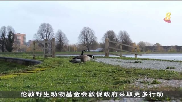 英国有史以来最严重禽流感疫情 数百万只禽鸟被扑杀