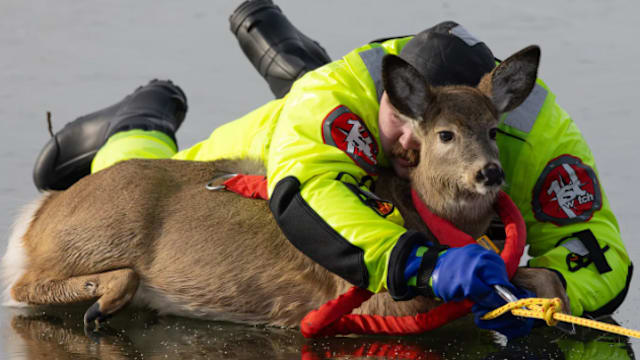 受惊小鹿被困冰湖中央 美国消防员环抱式英勇营救
