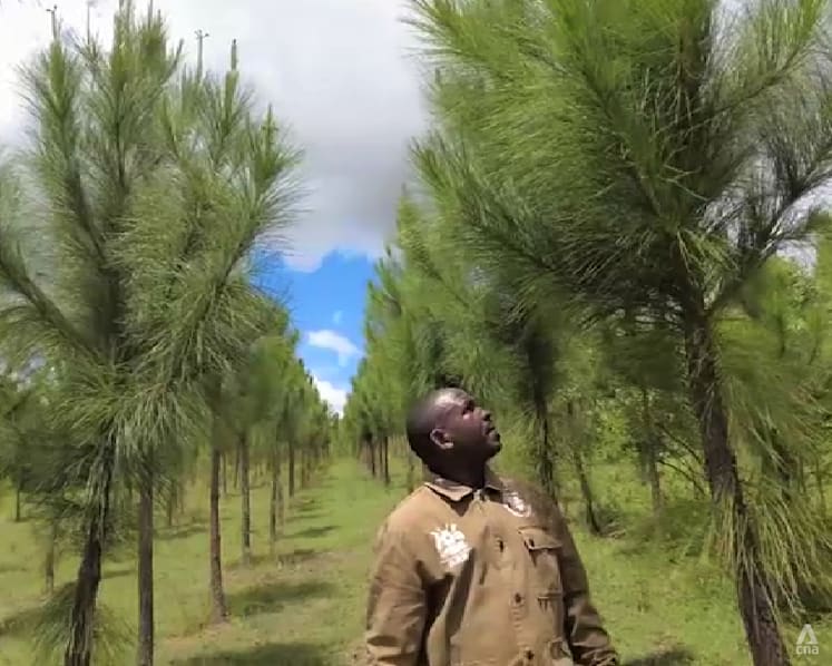 Uganda seeks to rebuild forests as country's refugee settlements impact environment