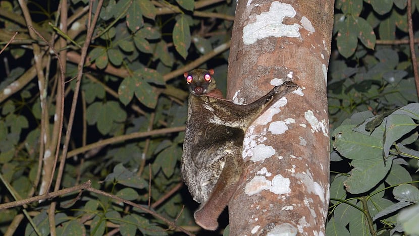 Impact of Cross Island work on MacRitchie significant without LTA mitigation measures