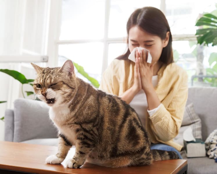 What to do if you’re allergic to your pet cat or dog – nasal sprays, changing their diet and more
