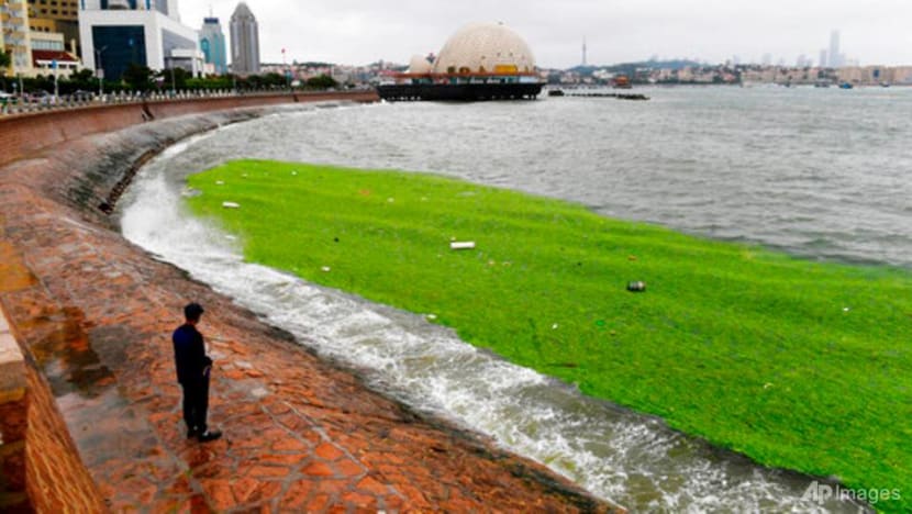 Chinese port city uses boats, scoops to fight algae bloom