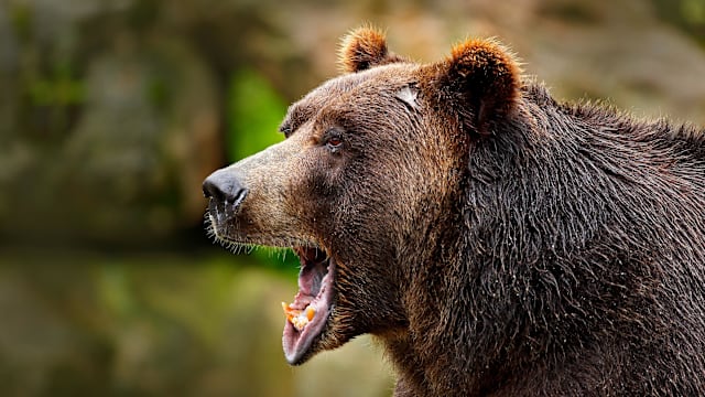日本群马县一天发生两起熊攻击人事件
