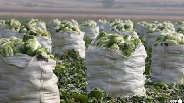 中国河北“甲醛白菜”风波延烧 食品局：已加强监管和检测