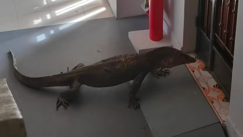 Biawak benggala 1.5 meter dilihat berkeliaran di luar flat HDB Bedok North