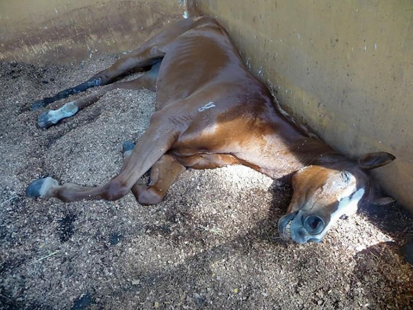 Gallop Stable abuse trial: Horse riddled with wounds, says ex-AVA officer
