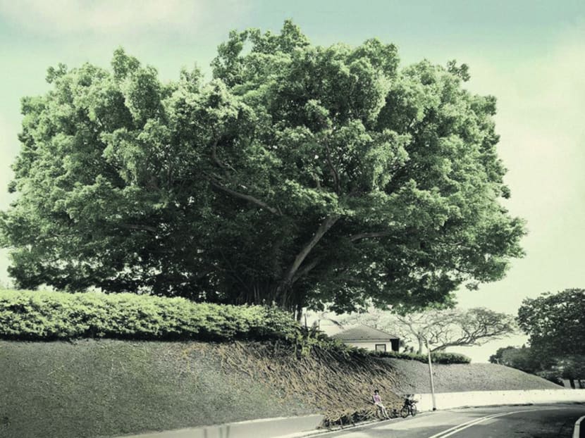 The tree amigos: S’poreans and their fave trees in photo show