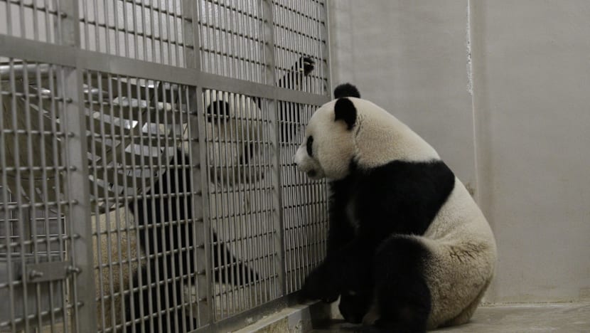 Giant panda Jia Jia artificially inseminated again after mating attempt fails