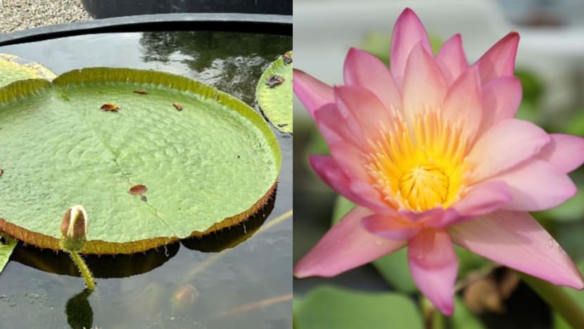 Singapore’s largest water lily collection, scenic boardwalks: Japanese Garden in Jurong to reopen in September Singapore’s largest water lily collection, scenic boardwalks: Japanese Garden in Jurong to reopen in September