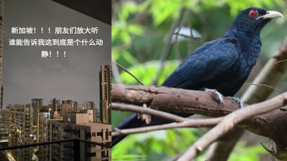 Foreigner Living In S’pore Confused By The "Uwu" Bird's Call, Didn't Know It Belonged To A Bird