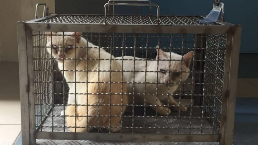 Dozens of caged cats, caked in filth, removed from Yishun flat