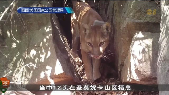 北美洲高温天气导致森林野火更频繁 对野生动物和其栖息地带来威胁