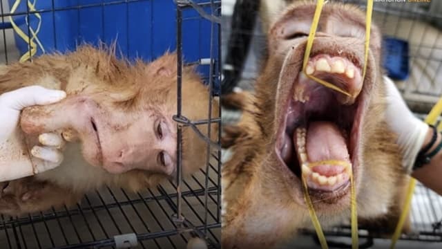 泰国野猴误食糖果瓶遭卡喉 网民线上发文求救