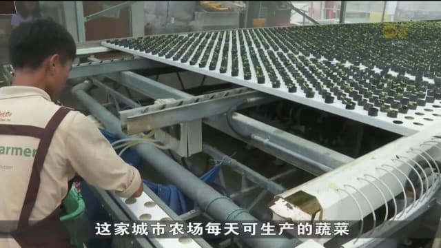 城市农场收成供过于求剩蔬菜被迫丢弃 业者盼当局援助