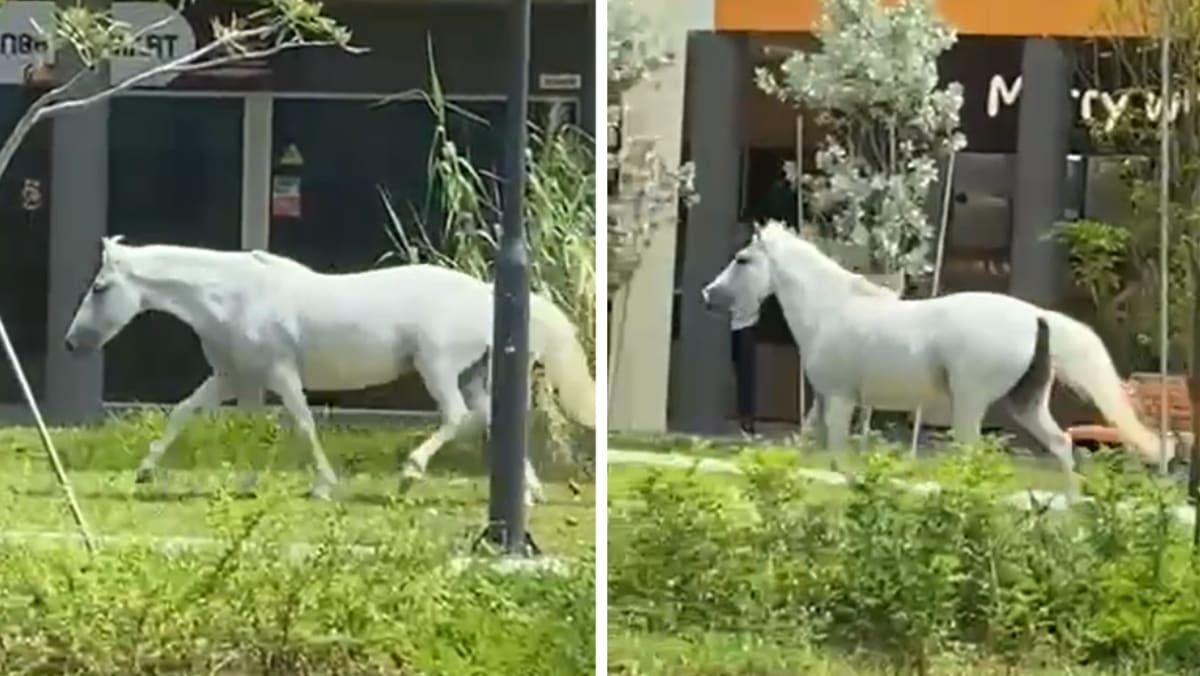 No horse run: Police called in after two escaped horses spotted in Pasir Ris
