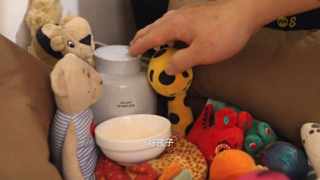 星期二特写 | 来不及说再见：毛小孩