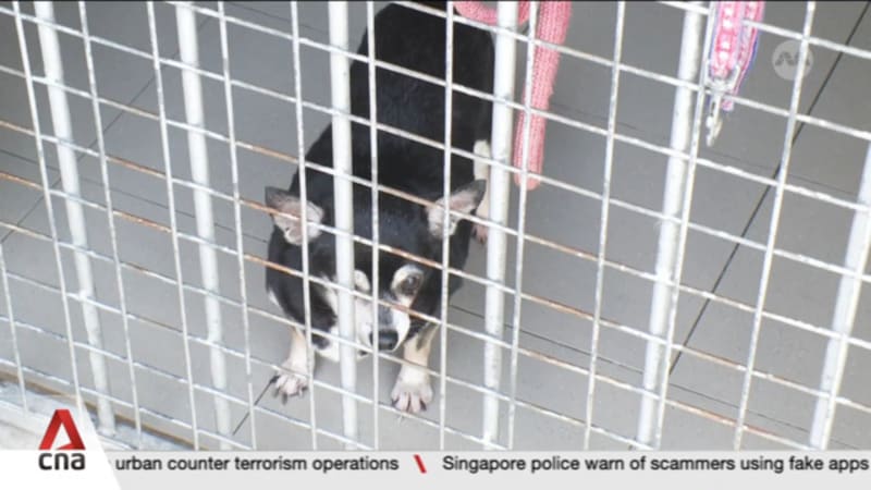 Animal Lovers League says it is hard to sustain care due to lack of funds and expensive bills 