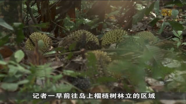 乌敏岛榴梿产量增五成 捡果人潮涌现