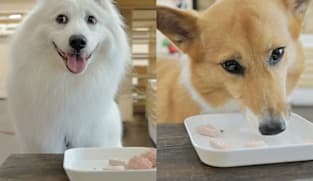 Not your typical pet food store &ndash; they do taste tests for dogs