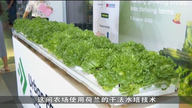 我国同荷兰设垂直农场 每年产量可达33吨