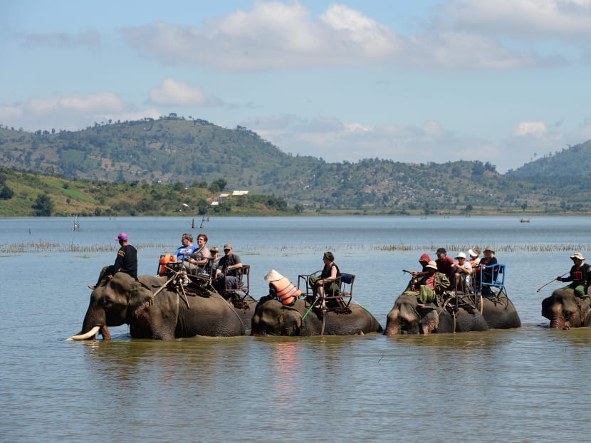 Survival of the unfittest: Vietnam’s disappearing elephants