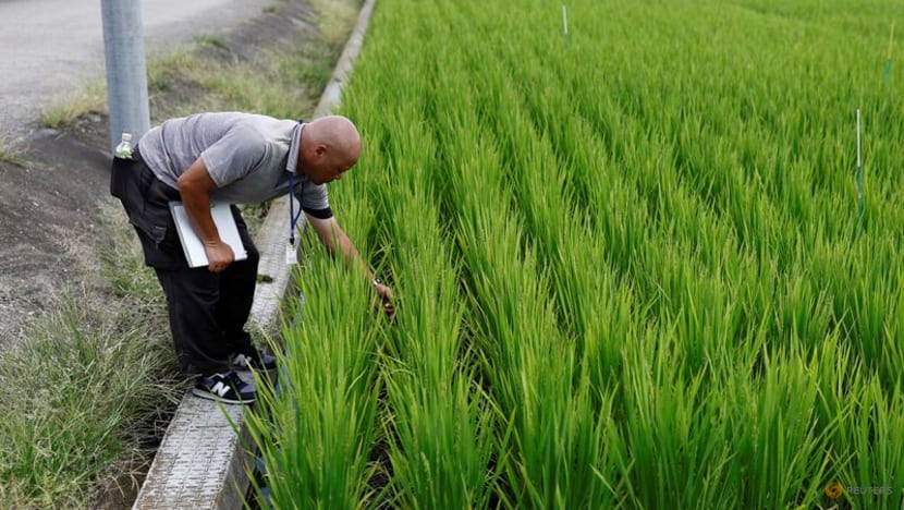As sweltering summers ravage crops, Japan bets on heat-resistant rice As sweltering summers ravage crops, Japan bets on heat-resistant rice