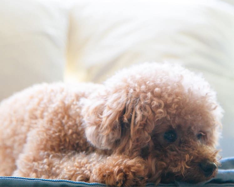 Man who filmed cousin abusing poodle fined for failing to stop the torture