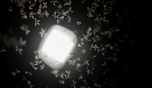 Why do flying ants, bees and beetles keep ending up in your home – and how do you get them out humanely?