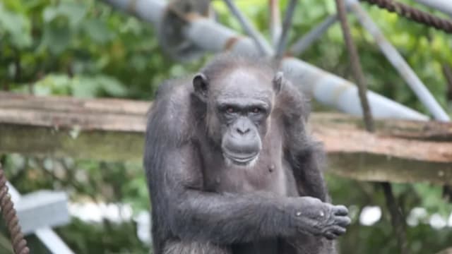 49岁“天才黑猩猩”去世 能认字识数找钥匙开锁