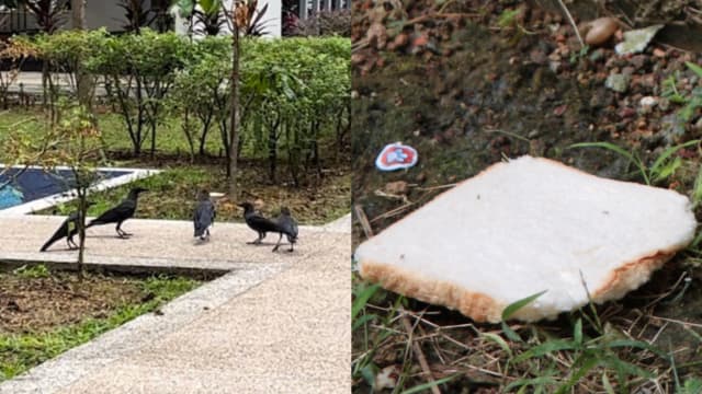 高楼抛食物引乌鸦啄食 榜鹅居民担忧卫生问题
