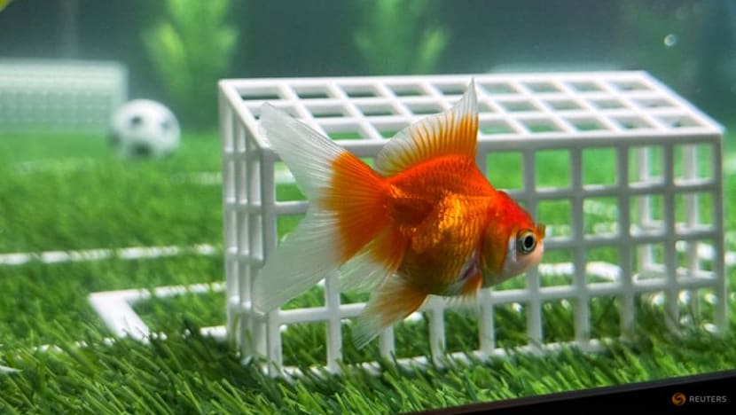 Goldfish Swimbappe's World Cup predictions make a splash in Toronto