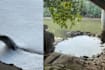 Pasir Ris Residents Concerned Over Possible Pollution After Spotting Foamy Water That This Monitor Lizard Was Soaking In