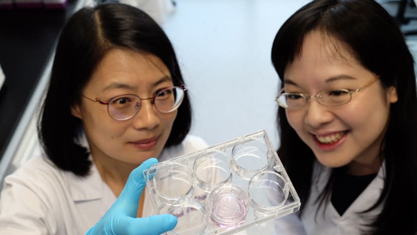 Researchers in Singapore grow 'mini kidneys' in lab, paving way for  potential kidney disease therapies - CNA