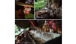 Marriott's 2025 Cage-Free Pledge in the Spotlight as Field Visit Raises Animal Welfare and Hygiene Concerns