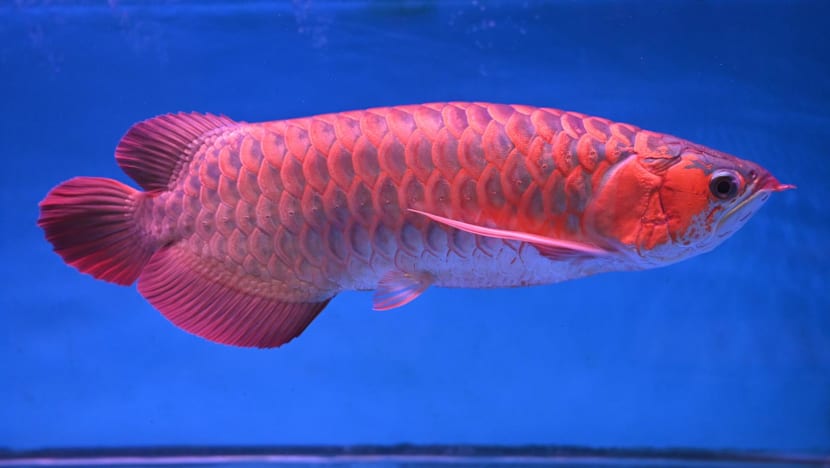 Delivery rider fined by court for leaving S$1,500 arowana in his car for 4 hours, killing it