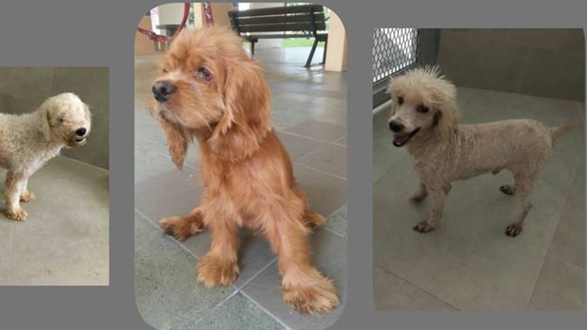 18 dogs found abandoned across island, AVA investigating