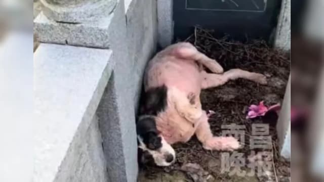 主人去世 狗狗墓前守护两年