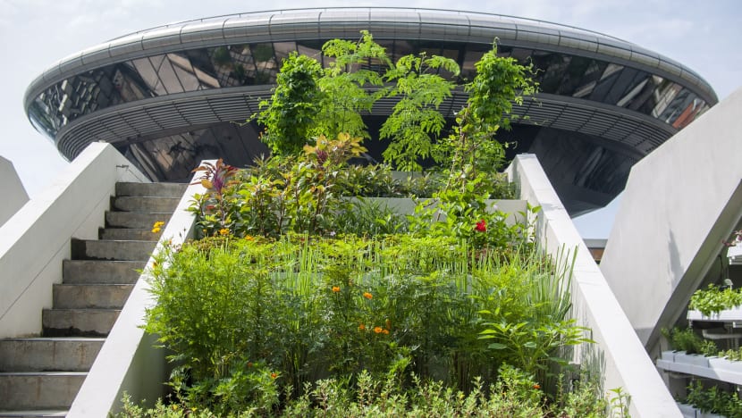 Spider researcher, Edible Garden City among 5 winners of President’s Award for the Environment Spider researcher, Edible Garden City among 5 winners of President’s Award for the Environment