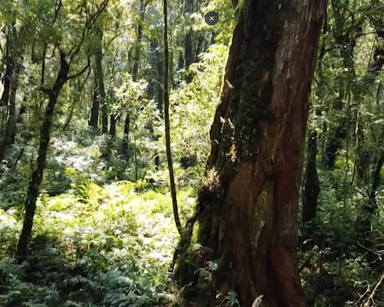 Taiwan’s centuries-old trees under threat by ‘mountain rats’ who chop them down for illegal sale