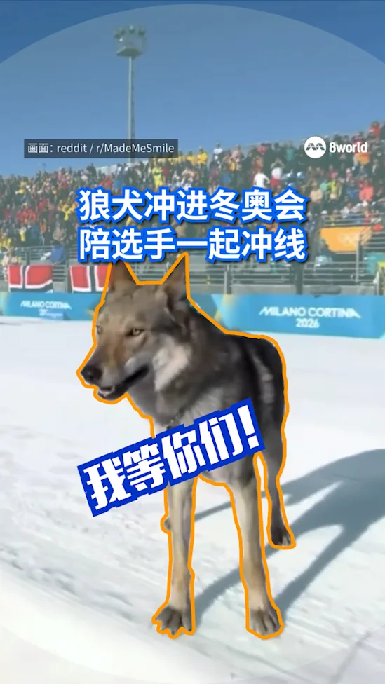 20260219_winter olympics wolfdog athlete