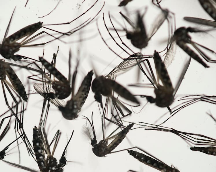 Malaysia's first Zika case: Full ministry statement