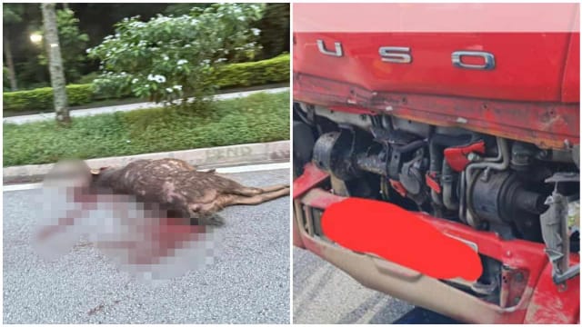 万礼路车祸 再有水鹿被撞死 一人受伤 
