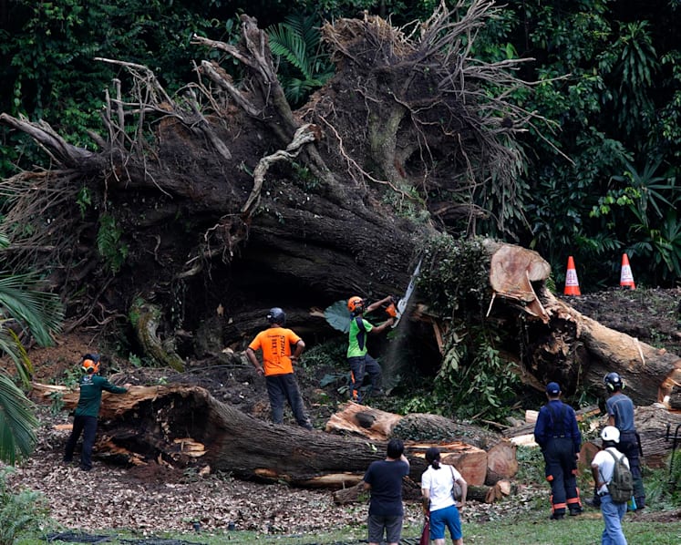 Tembusu tree that killed woman had no visible signs of decay