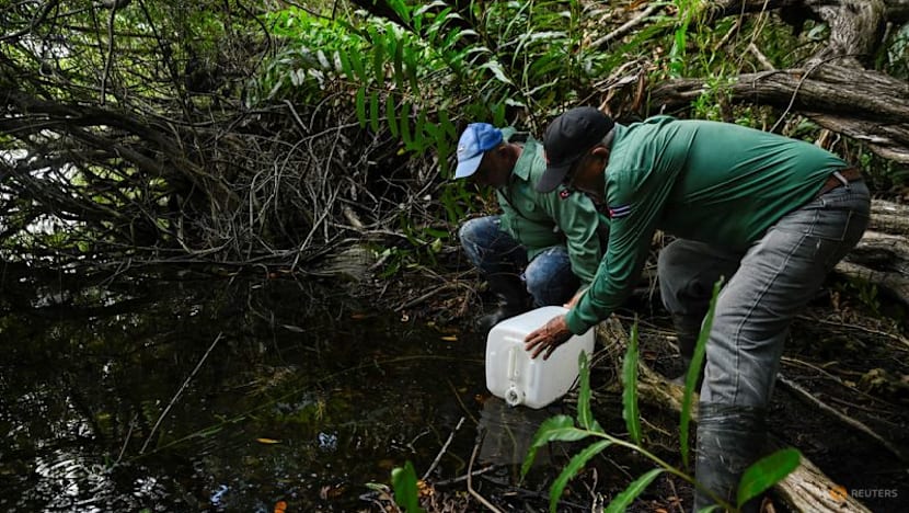 Cuban scientists race against time to save fish as old as the dinosaurs